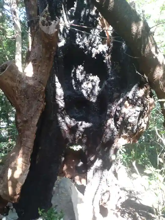 月夜見宮(豊受大神宮別宮)の自然