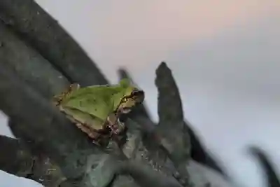 越中一宮 髙瀬神社の手水舎