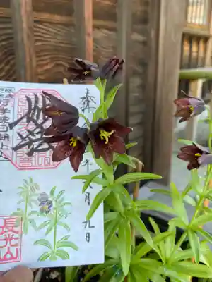 黒百合
