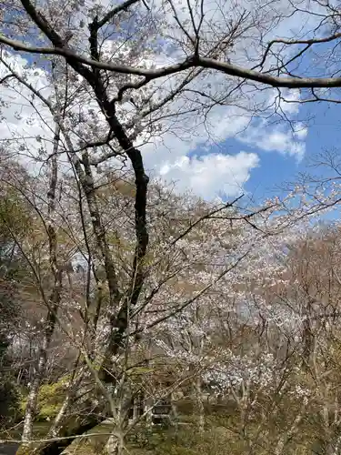 勝持寺（花の寺）(京都府)
