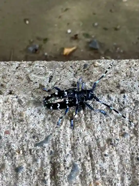 歓喜院(茨城県)