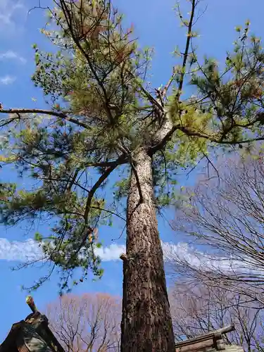 前鳥神社の自然