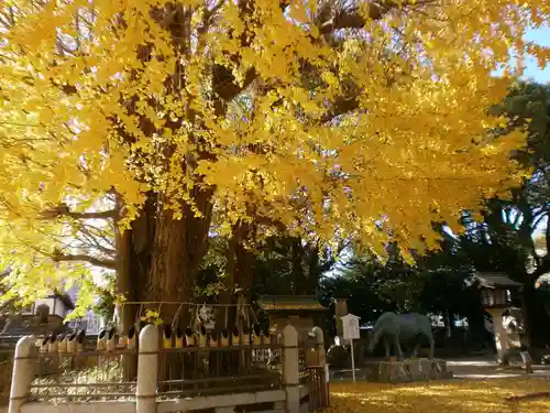 二日市八幡宮の自然