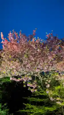 高台寺（高台寿聖禅寺・高臺寺）(京都府)