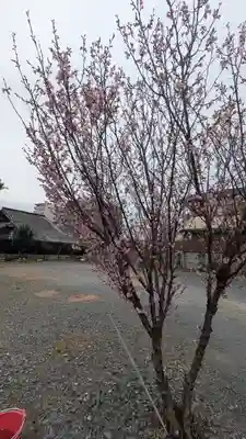 本法寺(京都府)