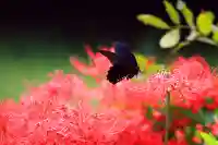 増上寺塔頭 三縁山 宝珠院の動物