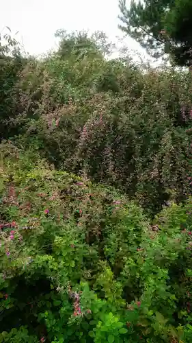 圓光禅寺（円光寺）の自然