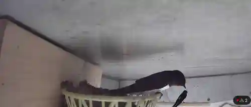 石動神社(新潟県)