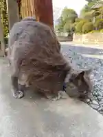 佐野赤城神社の動物