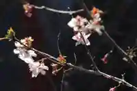 国宝 大法寺の自然