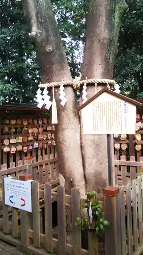 琴崎八幡宮の自然