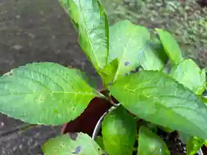 大宮温泉神社(栃木県)(2023年07月12日(水) 18時02分28秒投稿)