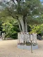 阿智神社のおみくじ