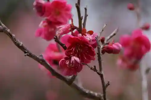 綱敷天満宮の自然
