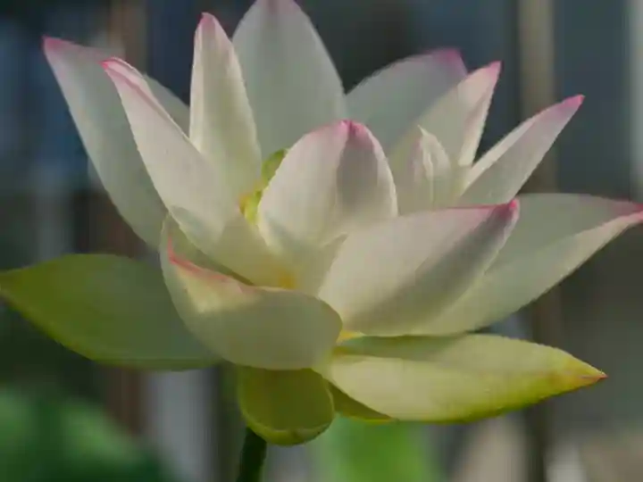 極楽山 浄土寺の自然