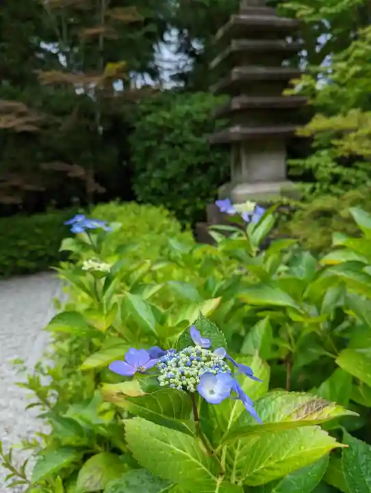 退蔵院(京都府)