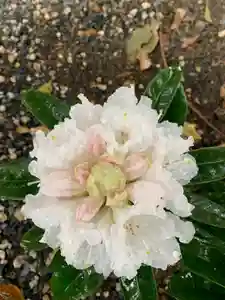 彌都加伎神社の自然(2021年03月20日(土) 16時43分29秒投稿)