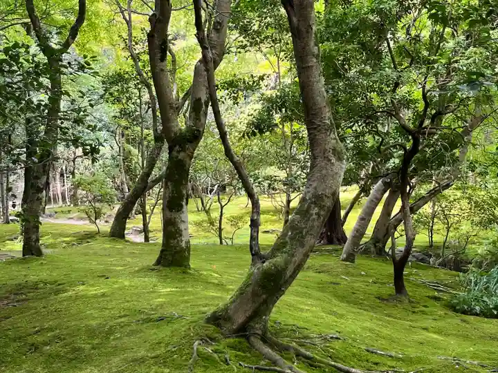 慈照寺(慈照禅寺・銀閣寺)の自然