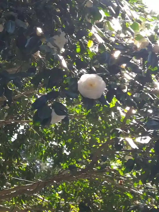椿大神社(三重県)
