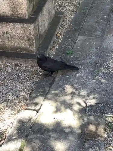 三輪神社の動物
