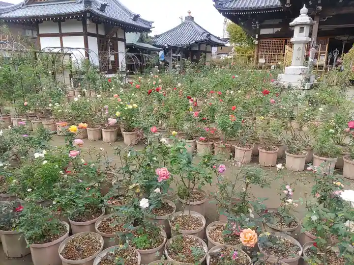 おふさ観音(観音寺)(奈良県)