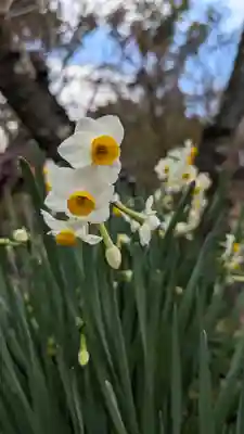 平野神社(京都府)