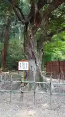 小國神社の自然