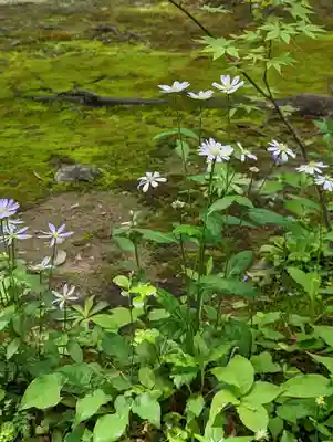 蓮華寺（洛北蓮華寺）(京都府)