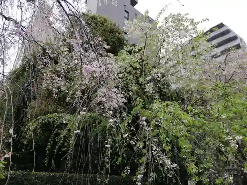 吉祥寺の自然