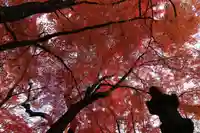 三春大神宮の自然