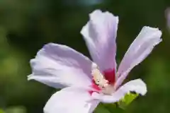 開成山大神宮の自然