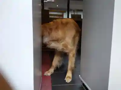 御誕生寺（猫寺）(福井県)