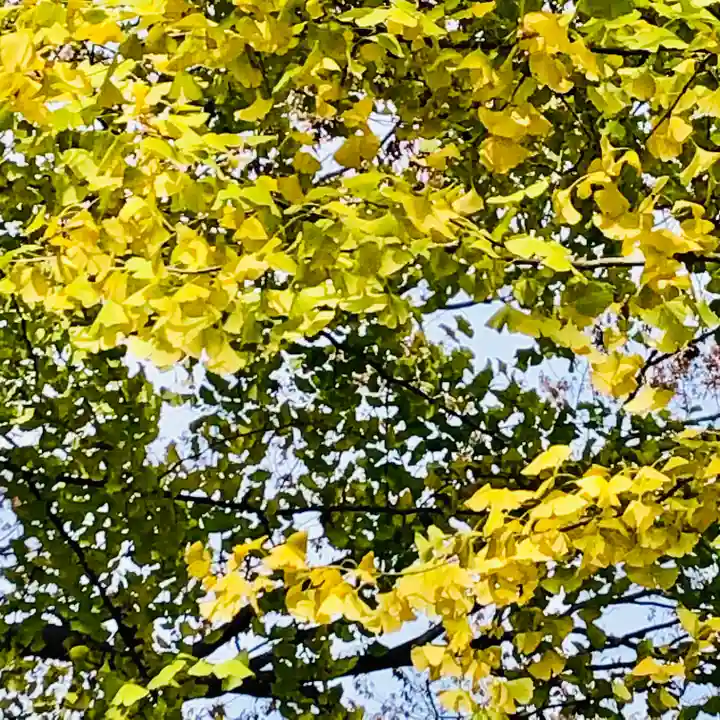 日枝神社水天宮の自然