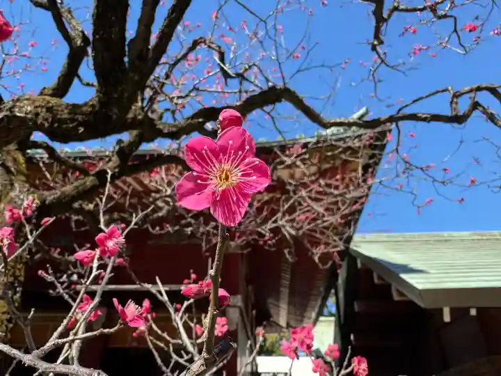 根津神社の{uncategorized: "未分類", other: "その他", undefined: "問題あり", building: "その他建物", grave: "お墓", sacred_gate: "鳥居", guardian: "狛犬", statue: "像", buddha: "仏像", history: "歴史", nature: "自然", garden: "庭園", animal: "動物", pagoda: "塔", temizu: "手水舎", mountain_gate: "山門・神門", sanctuary: "本殿・本堂", subordinate: "末社・摂社", art: "芸術", scenery: "景色", jizo: "地蔵", ema: "絵馬", goshuin: "御朱印", omikuji: "おみくじ", items: "授与品その他", amulet: "お守り", goshuincho: "御朱印帳", eats: "食事", festival: "お祭り", votive_dance: "神楽", shichigosan: "七五三参", wedding: "結婚式", experience: "体験その他", initially: "初詣", around: "周辺", anti_infection: "感染症対策"}