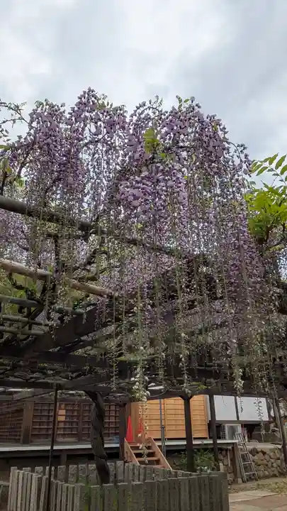 葛井寺(大阪府)