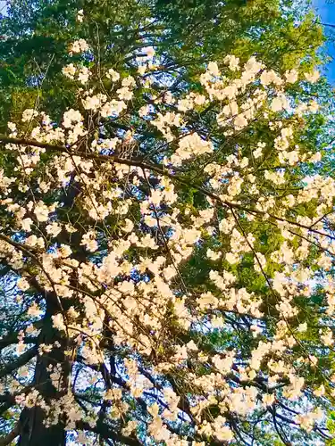 岡見八坂神社の自然