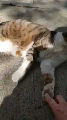 荻窪白山神社(東京都)