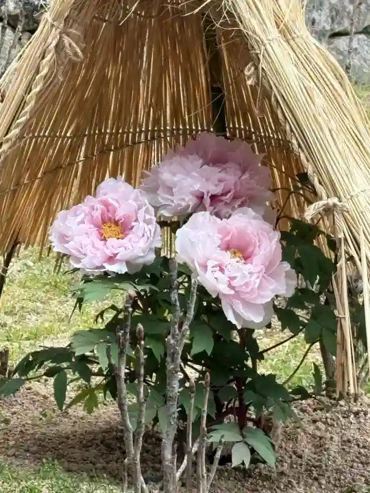 長谷寺の{uncategorized: "未分類", other: "その他", undefined: "問題あり", building: "その他建物", grave: "お墓", sacred_gate: "鳥居", guardian: "狛犬", statue: "像", buddha: "仏像", history: "歴史", nature: "自然", garden: "庭園", animal: "動物", pagoda: "塔", temizu: "手水舎", mountain_gate: "山門・神門", sanctuary: "本殿・本堂", subordinate: "末社・摂社", art: "芸術", scenery: "景色", jizo: "地蔵", ema: "絵馬", goshuin: "御朱印", omikuji: "おみくじ", items: "授与品その他", amulet: "お守り", goshuincho: "御朱印帳", eats: "食事", festival: "お祭り", votive_dance: "神楽", shichigosan: "七五三参", wedding: "結婚式", experience: "体験その他", initially: "初詣", around: "周辺", anti_infection: "感染症対策"}