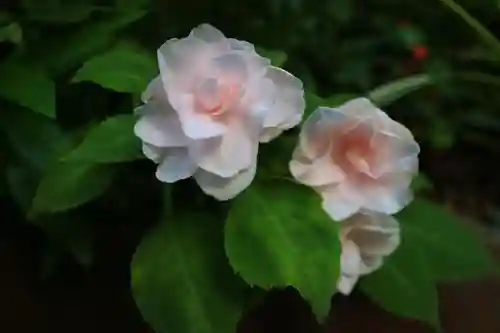 東京大神宮の自然