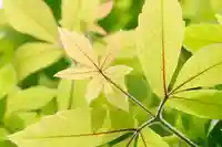 【公式】龍門院常楽寺(秩父札所十一番)の自然