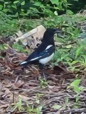 牛嶋天満宮の動物