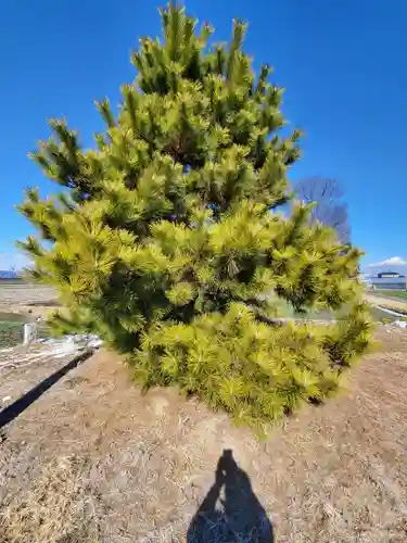 八幡宮（久保田町）(栃木県)