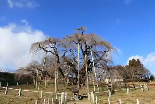 瀧桜神明宮の自然