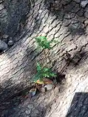 三輪神社の自然