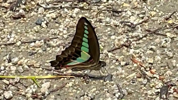 江之姫神社の動物