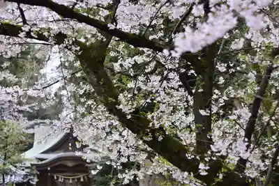 岩槻久伊豆神社(埼玉県)