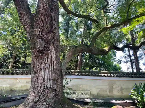 青蓮院門跡の自然