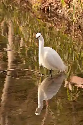 河合神社（鴨川合坐小社宅神社）(京都府)