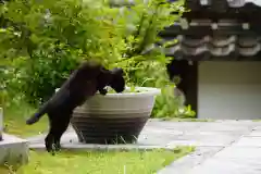 霊泉寺の動物