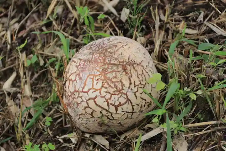 阿久津「田村神社」(郡山市阿久津町)旧社名:伊豆箱根三嶋三社の自然